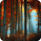 Forest Wallpaper icono