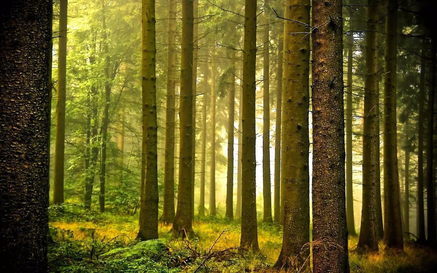 Hình nền rừng: Khám phá thế giới tự nhiên nguyên sơ với hình nền rừng đẹp mắt, nơi hoà quyện giữa sắc xanh tươi mới của cây cối và sự im lặng của thiên nhiên sẽ khiến bạn cảm thấy thư giãn và yên bình dù chỉ trong tí chốc ngắm nhìn hình nền này.