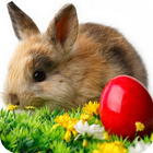 Easter Bunny Wallpaper icône