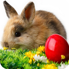 Easter Bunny Wallpaper icon