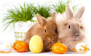 Easter Bunny Wallpaper APK download