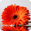 Gerbera Wallpaper HD APK