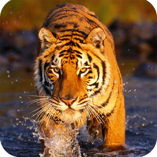 Tiger Wallpaper
