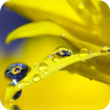 Water Drops Wallpaper APK