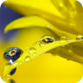 ”Water Drops Wallpaper