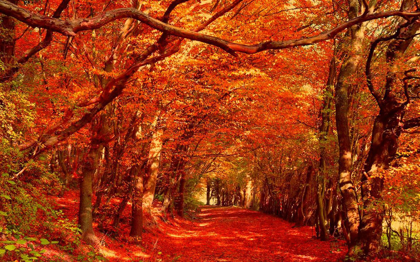 Autumn Wallpaper for Android APK Download Autumn Wallpaper for Android APK Download