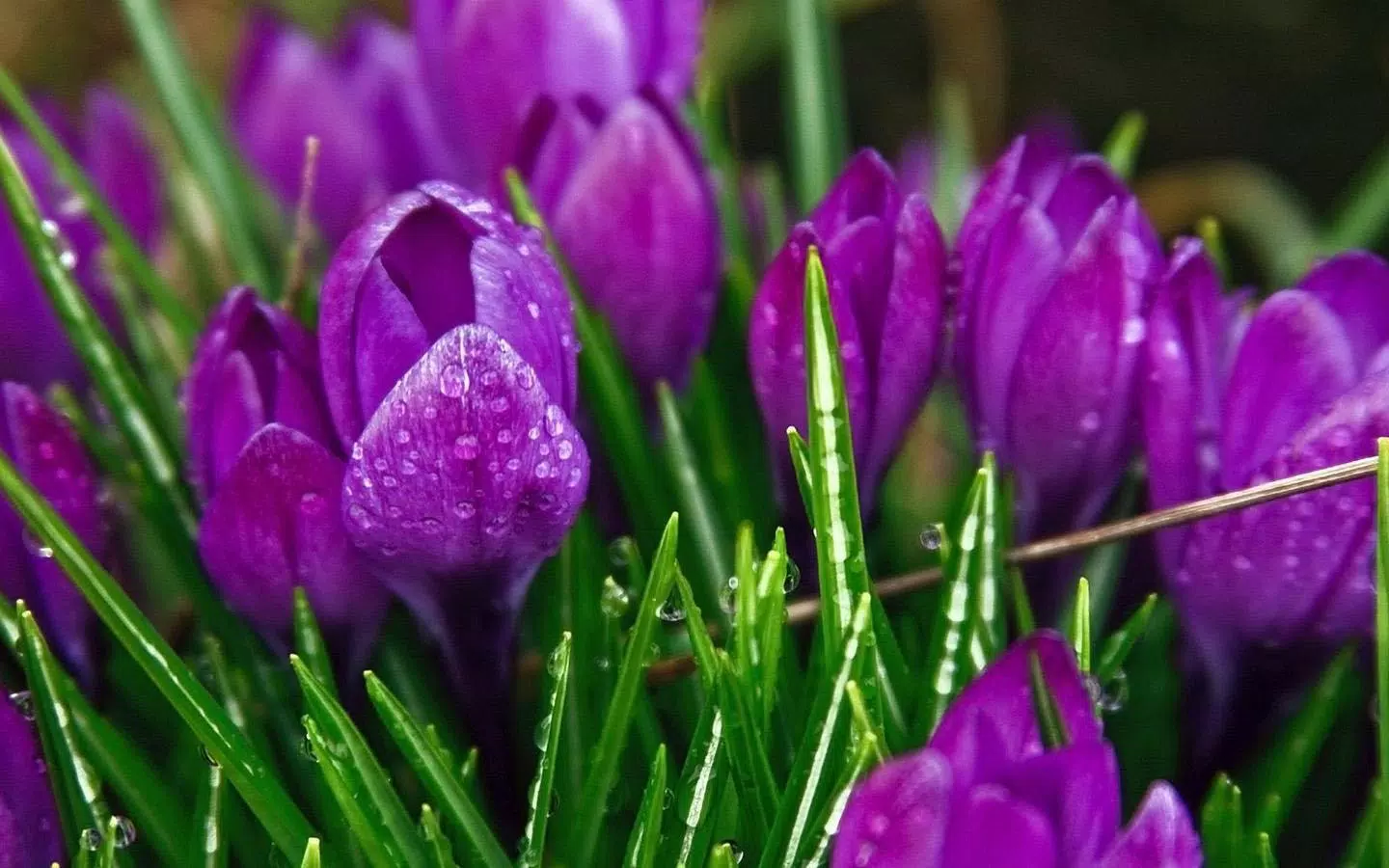 Purple Flower Wallpaper APK pour Android Télécharger Purple Flower Wallpaper APK pour Android Télécharger