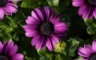 Purple Flower Wallpaper स्क्रीनशॉट 2