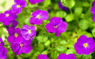 Purple Flower Wallpaper स्क्रीनशॉट 3