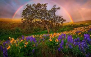 Rainbow Wallpaper تصوير الشاشة 1