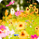 Spring Flowers Wallpaper APK