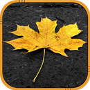 Autumn Live Wallpaper aplikacja
