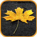 Autumn Live Wallpaper APK