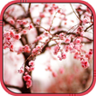 Cherry Blossom live wallpaper