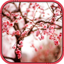 sakura kertas dinding hidup APK