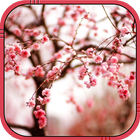 ikon cherry blossom wallpaper hidup