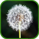 Dandelion Live Wallpaper aplikacja