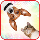 Sounds of cats and dogs - play, tease animals! APK