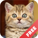 Cat sounds - play with cats APK