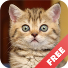 Cat sounds - play with cats 图标