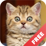Cat sounds - play with cats-APK