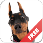 Sounds of dogs - play, tease, teach the dog icono