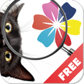 Find a cat - play with your friends!