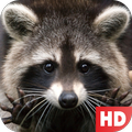 ”Find animals - look for cats