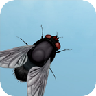 Fly on the screen icon