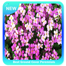 Best Ground Cover Perennials APK