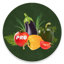 Овощи - рецепты APK