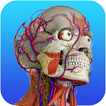 Gray's Anatomy – Atlas | Free & Offline