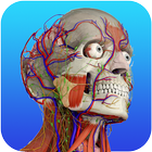 Gray's Anatomy – Atlas | Free & Offline icon