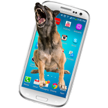 Real Dog On Screen (New Version)