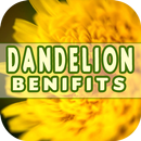 Dandelion Benefits APK