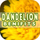 Dandelion Benefits ไอคอน