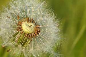 Dandelion Benefits 스크린샷 3