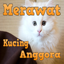 APK Kenali Cara Merawat Kucing Anggora Kesayangan Anda