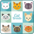 Cat Breed: Somali, Rex, burmese, mountain cat info