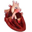 VR Human Heart APK