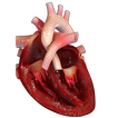 VR Human Heart