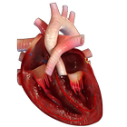 VR Human Heart иконка
