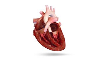 VR Human Heart poster