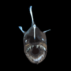 Deep Sea ID ikon