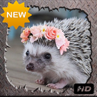 Cute Hedgehog Photo icône