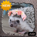 Cute Hedgehog Photo APK