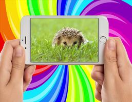 Cute Hedgehog Photo Affiche