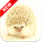 Hedgehog Wallpapers ikona