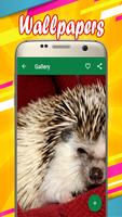 Hedgehog Wallpapers Screenshot 3