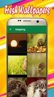 Hedgehog Wallpapers Affiche